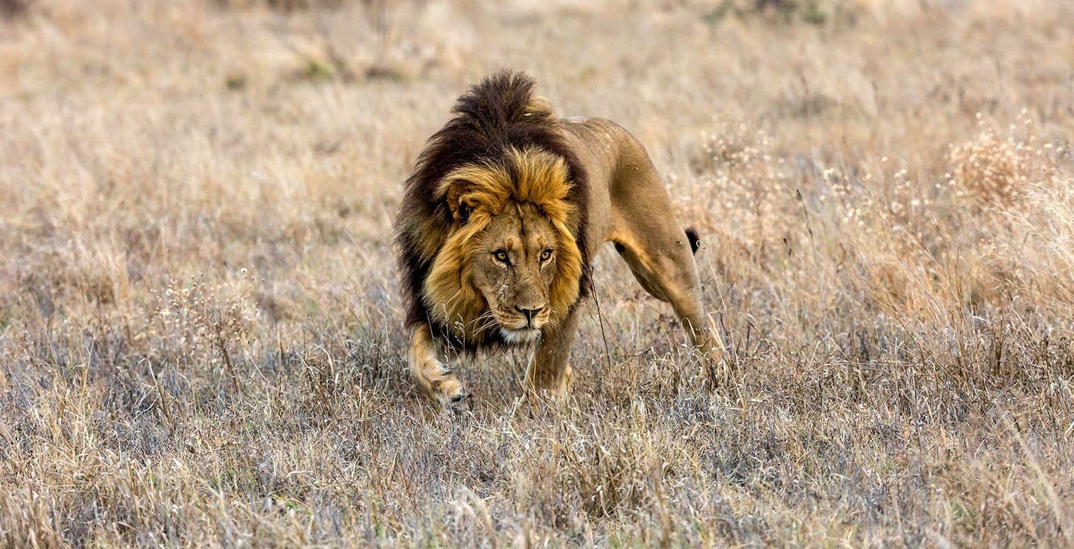 Track black-maned Kalahari lions with expert guides