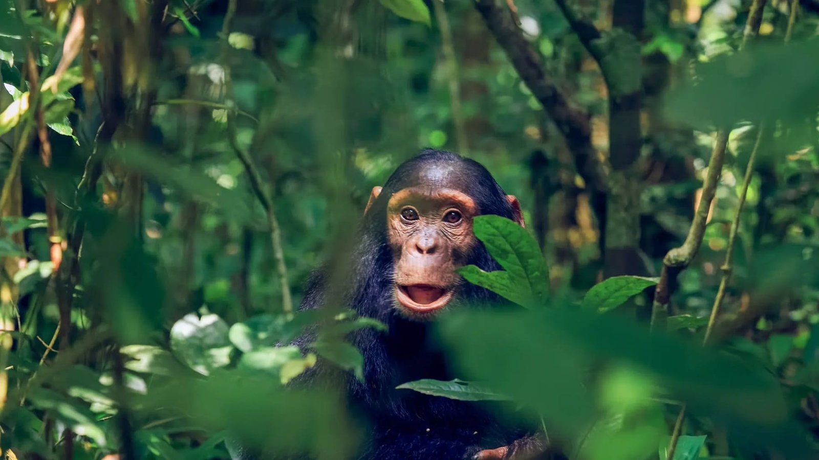 Chimpanzee tracking in ancient rainforest