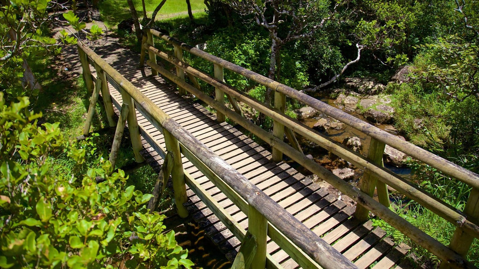 Hike scenic trails through lush rainforest