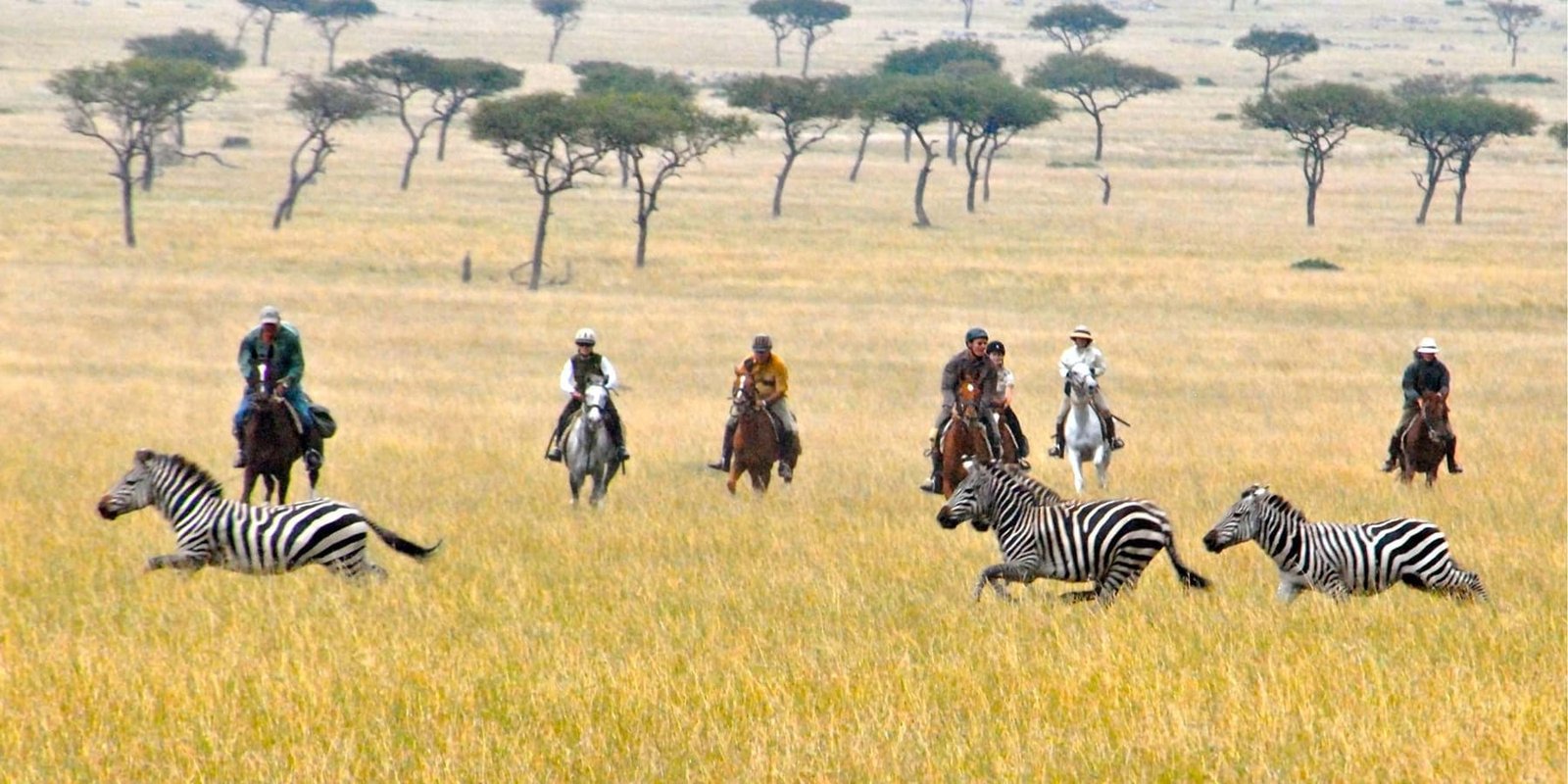 Set off on a horseback safari with Grevy's zebra