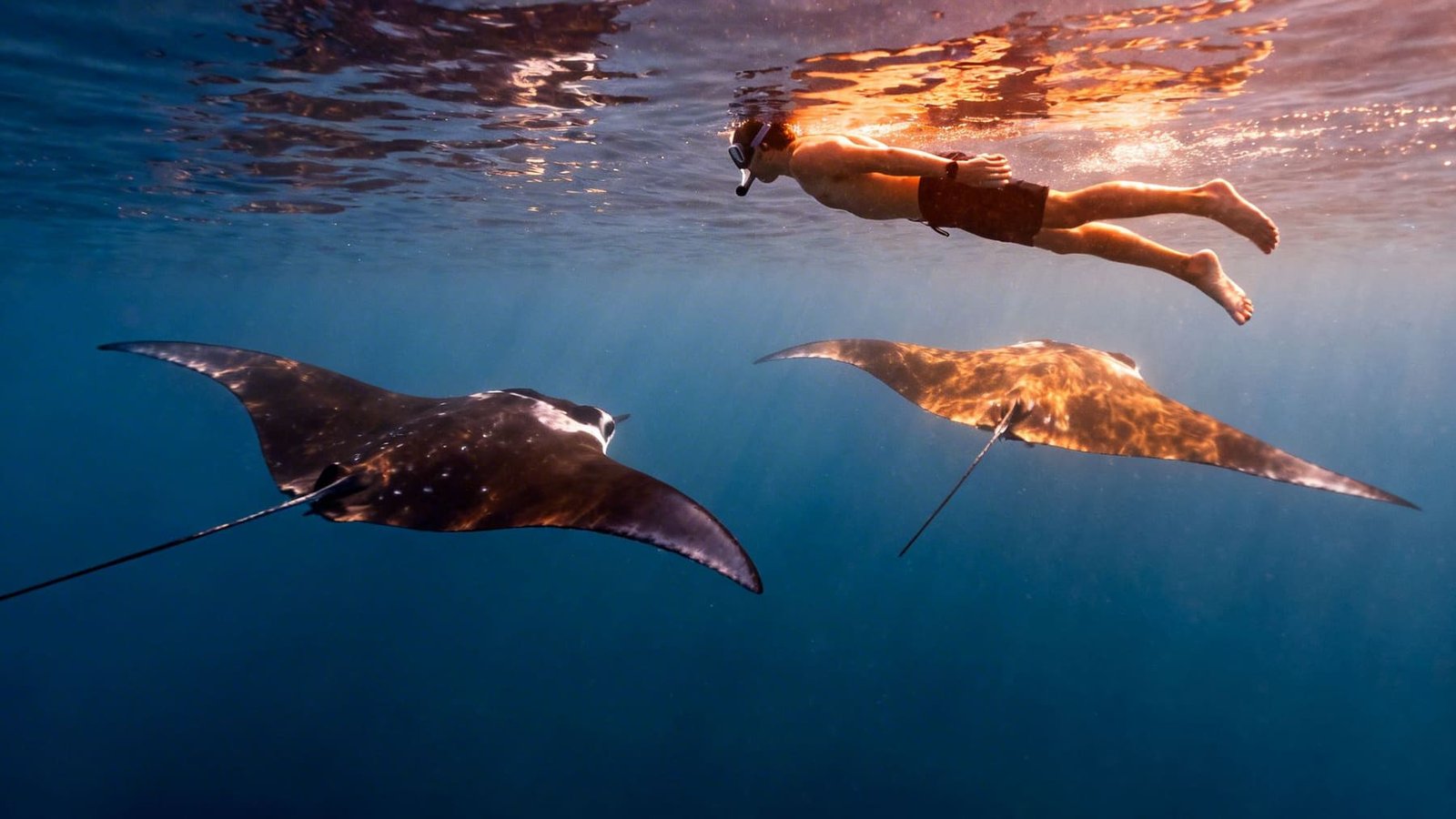 Snorkel alongside graceful manta rays