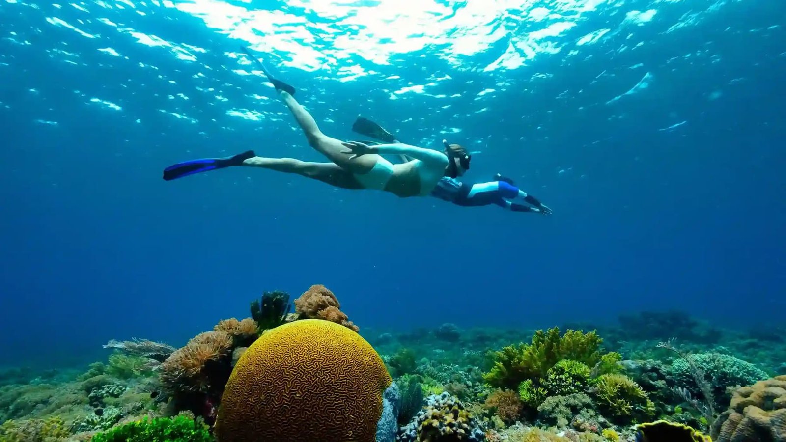 Snorkel among the world's most biodiverse reefs