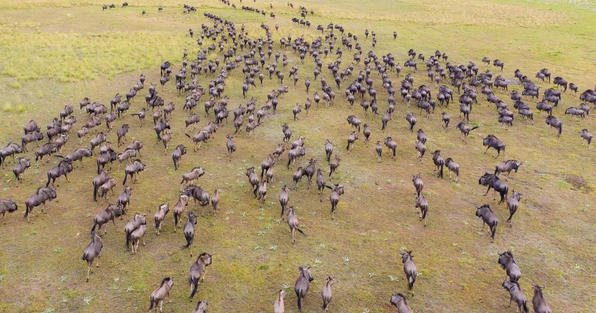 Wildebeest herds moving across the plains during the migration