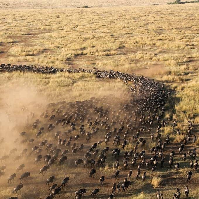 Wildebeest herds moving across the plains during the migration