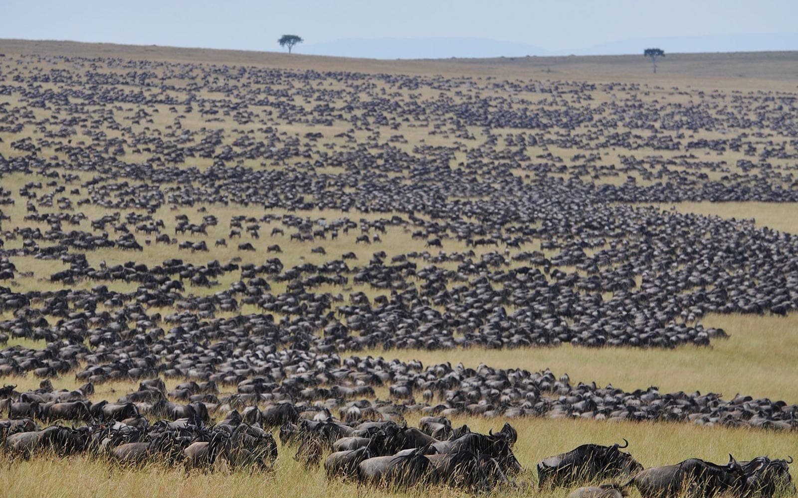 Wildebeest herds moving across the plains during the migration