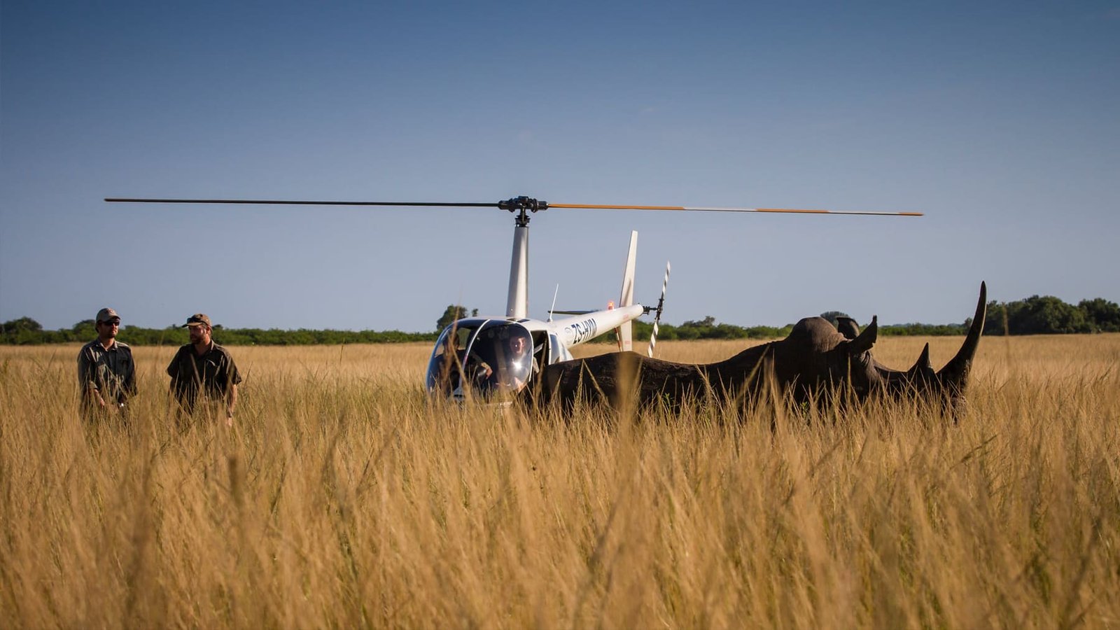 A helicopter landed near buffalo on the plains