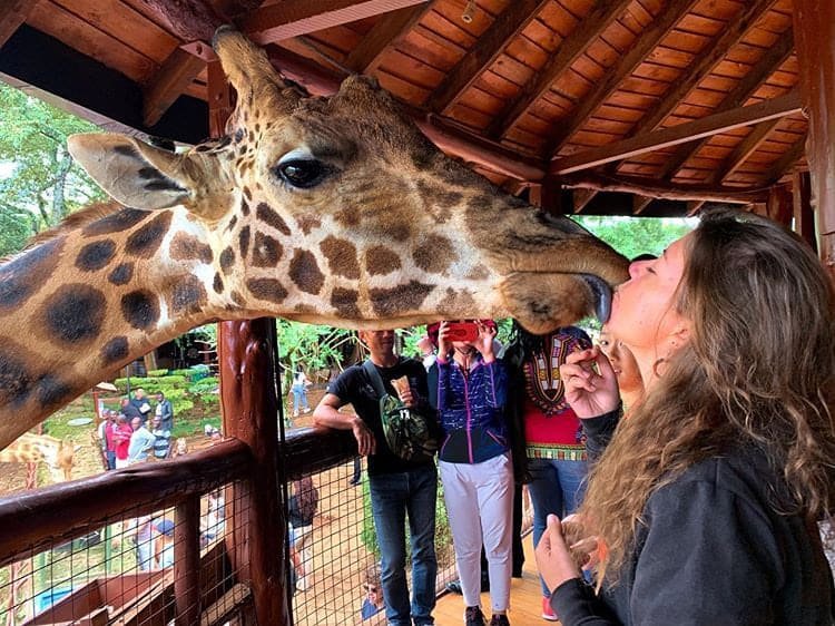 A giraffe at close quarters