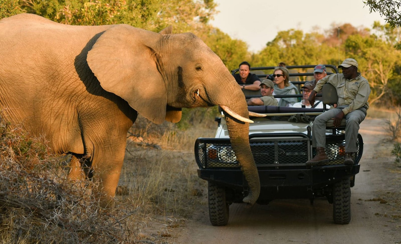 From the Big Five to the Indian Ocean