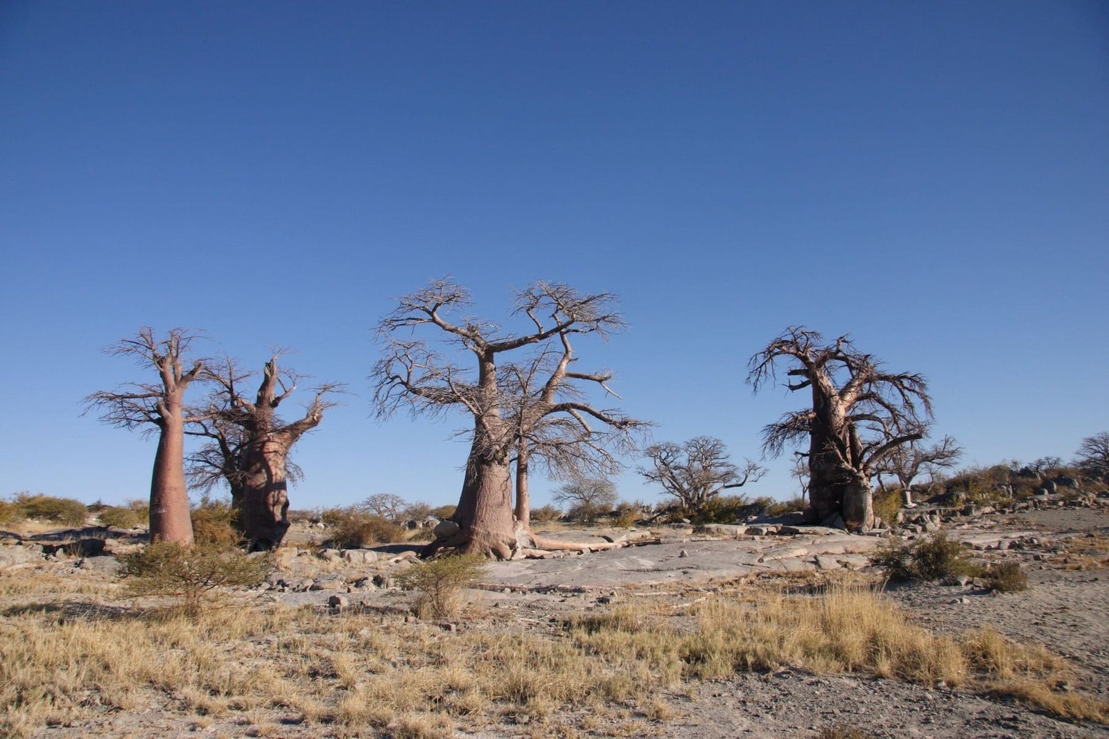 The Desert, Salt Pans & Ancestral Culture Circuit