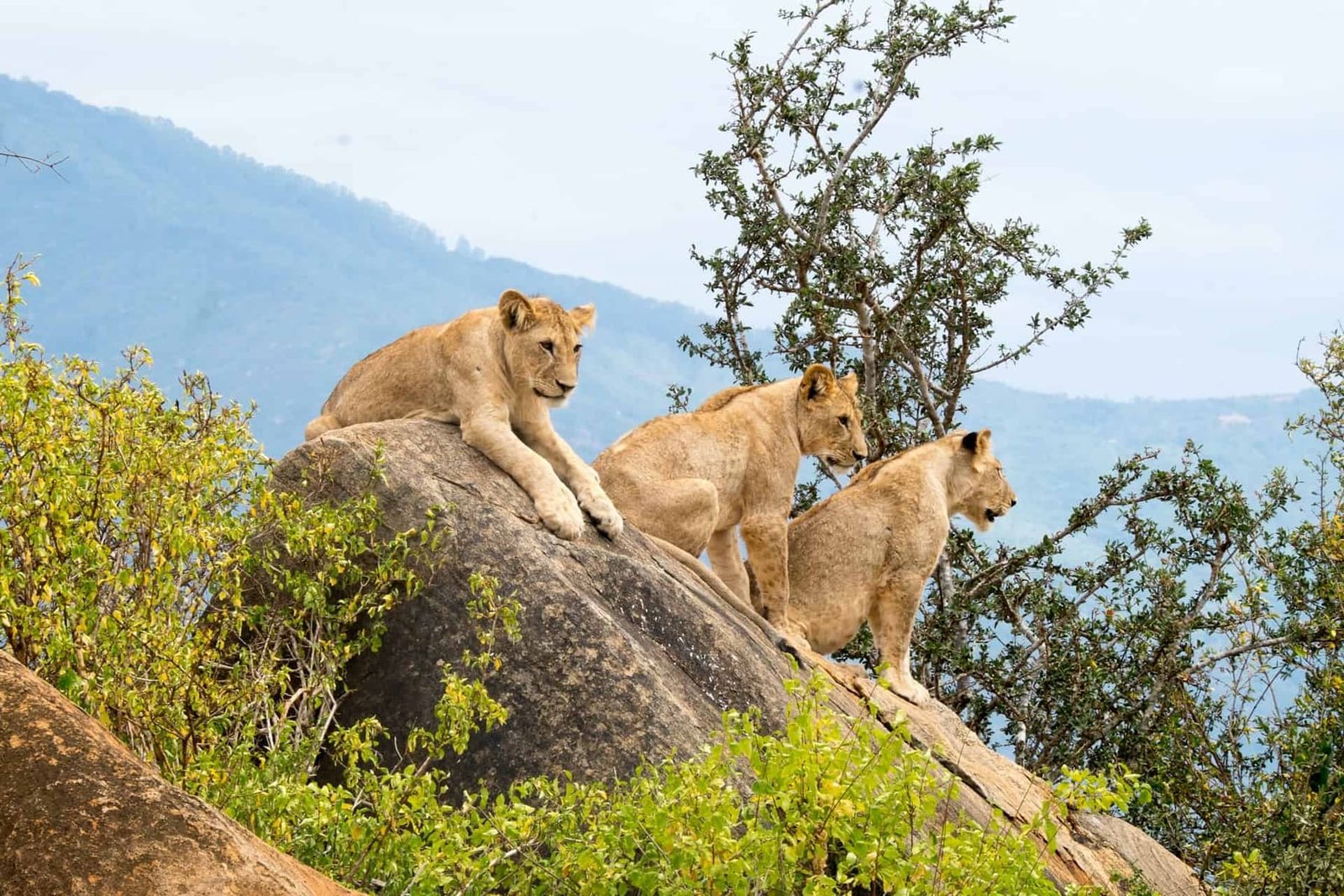 The Great Tsavo Overland Expedition