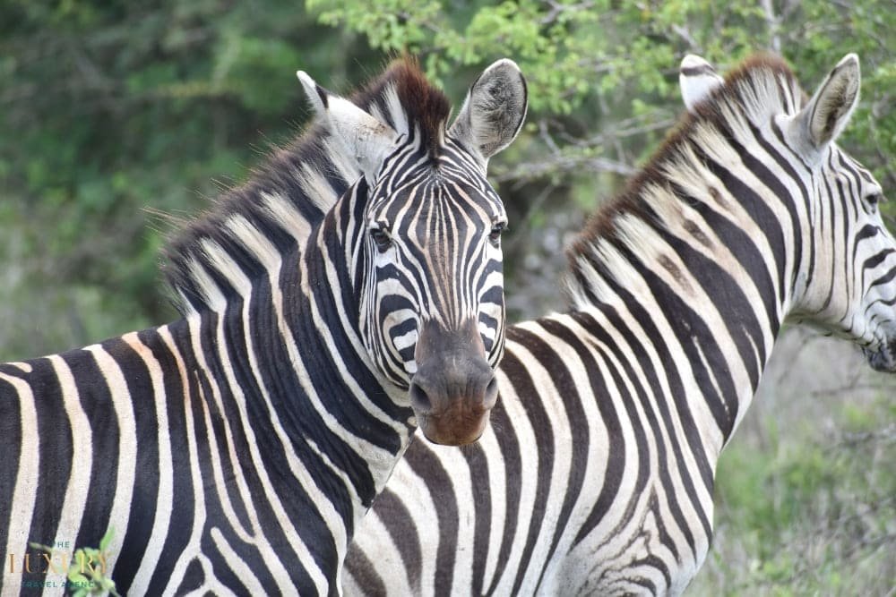 Zebras in the wild plains of Kenya