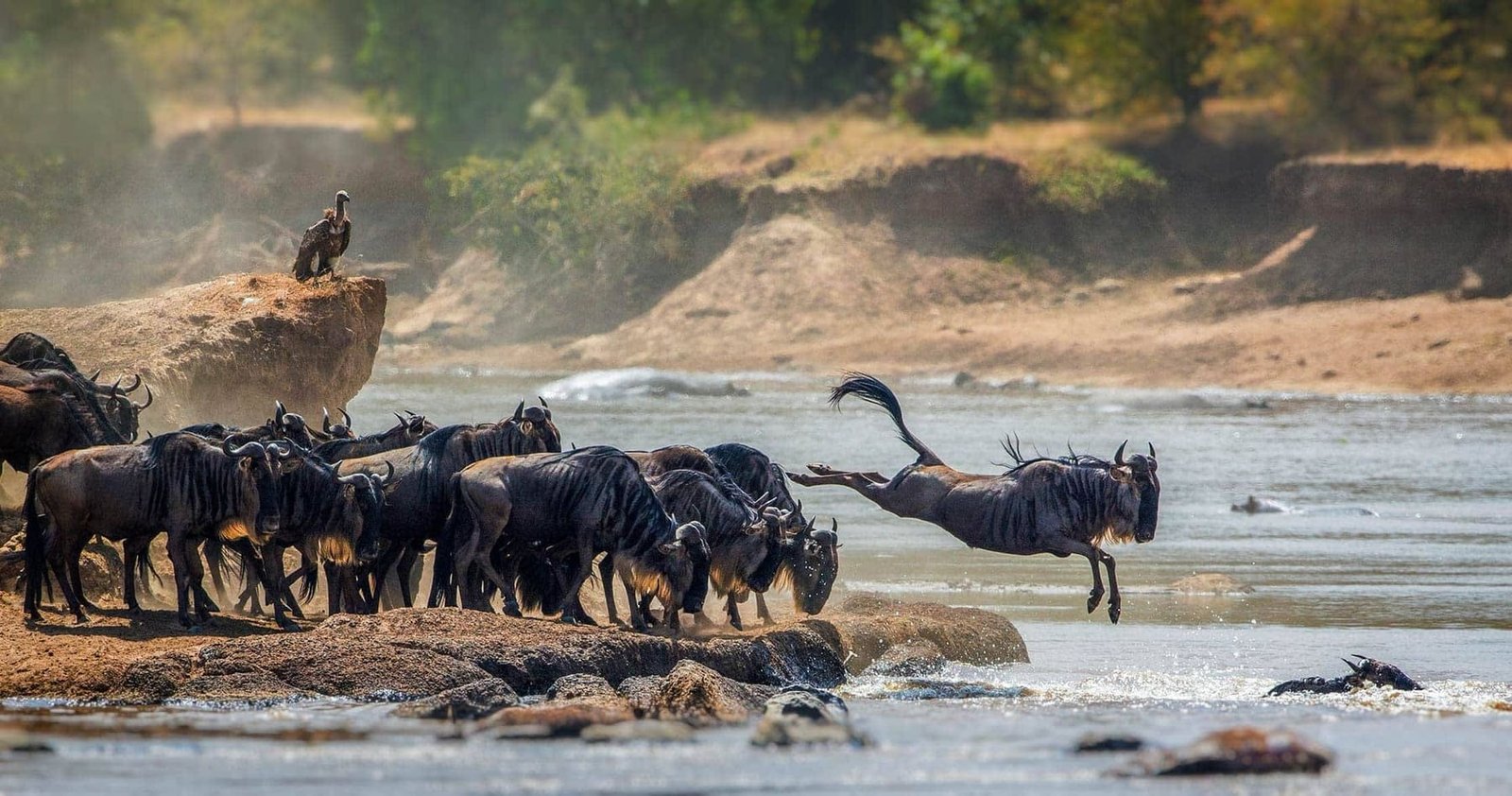 The Serengeti Grand Migration