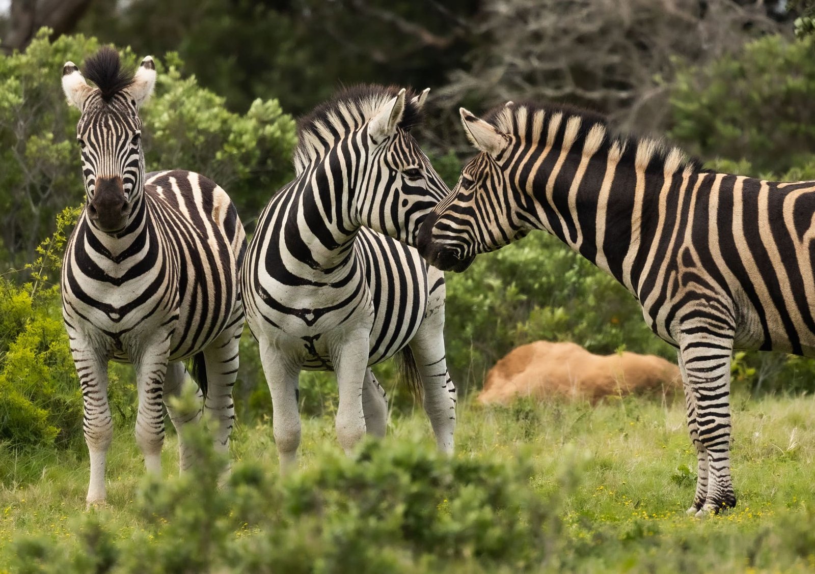The Serengeti Grandeur