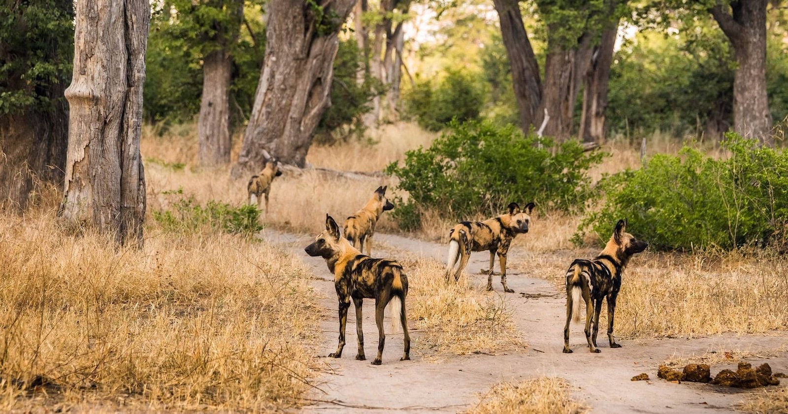 The Southern African Grand Safari