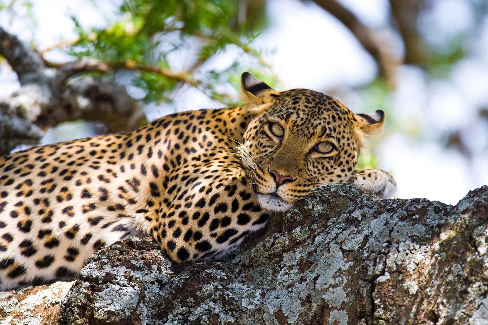The Ultimate Mara Lodge Hopper