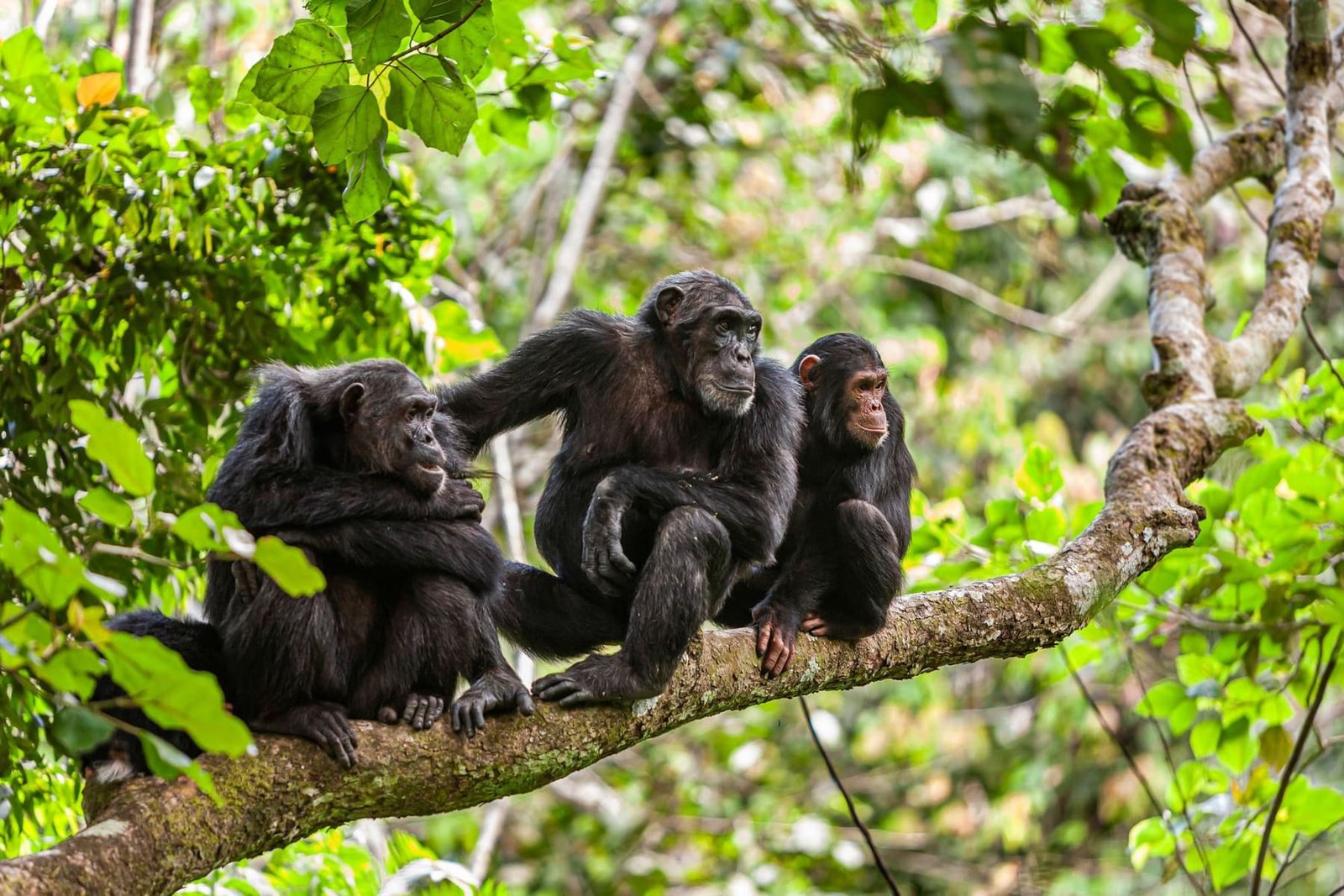 The Untamed Sanctuaries