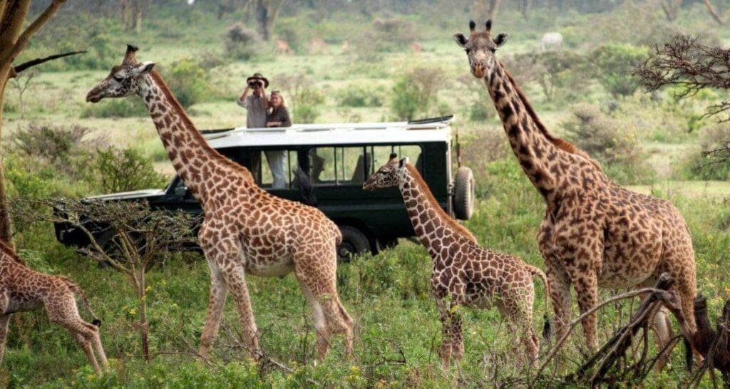A safari vehicle crossing open terrain