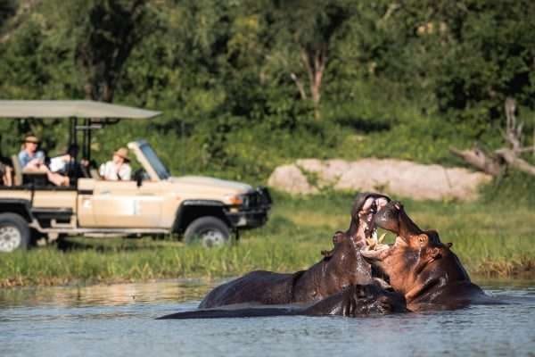 A private safari moment, tailor-made to one traveller