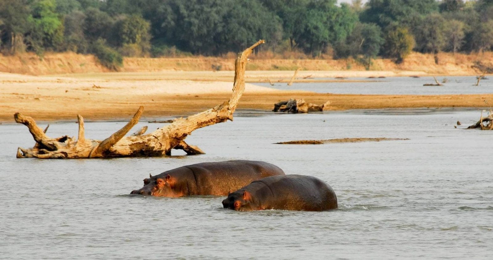 A private safari moment, tailor-made to one traveller