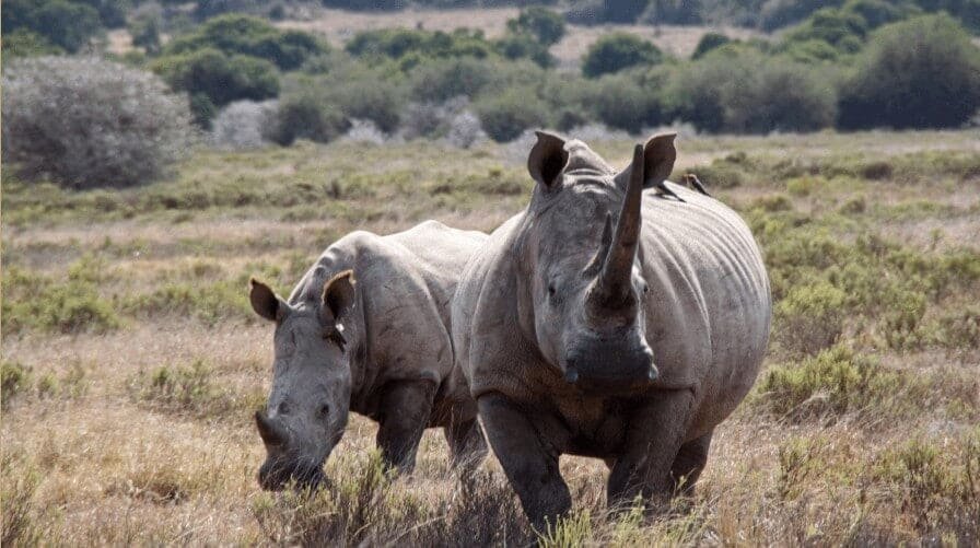 A private safari moment, tailor-made to one traveller
